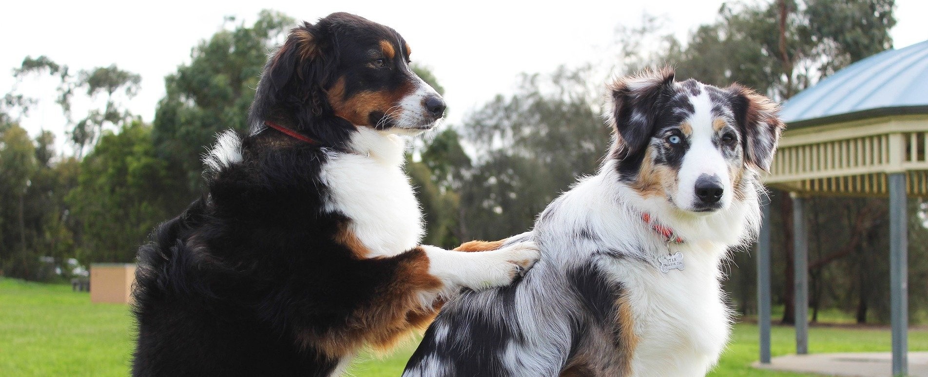 Hunde massieren lernen