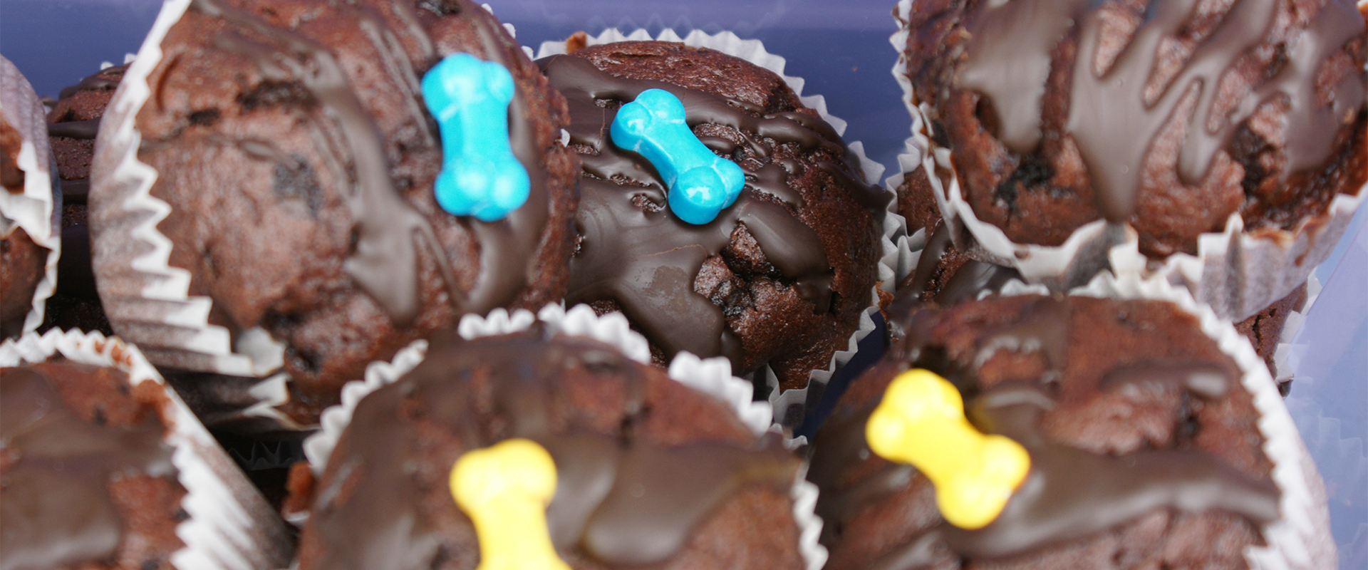 Schüssler Salze beim Hund